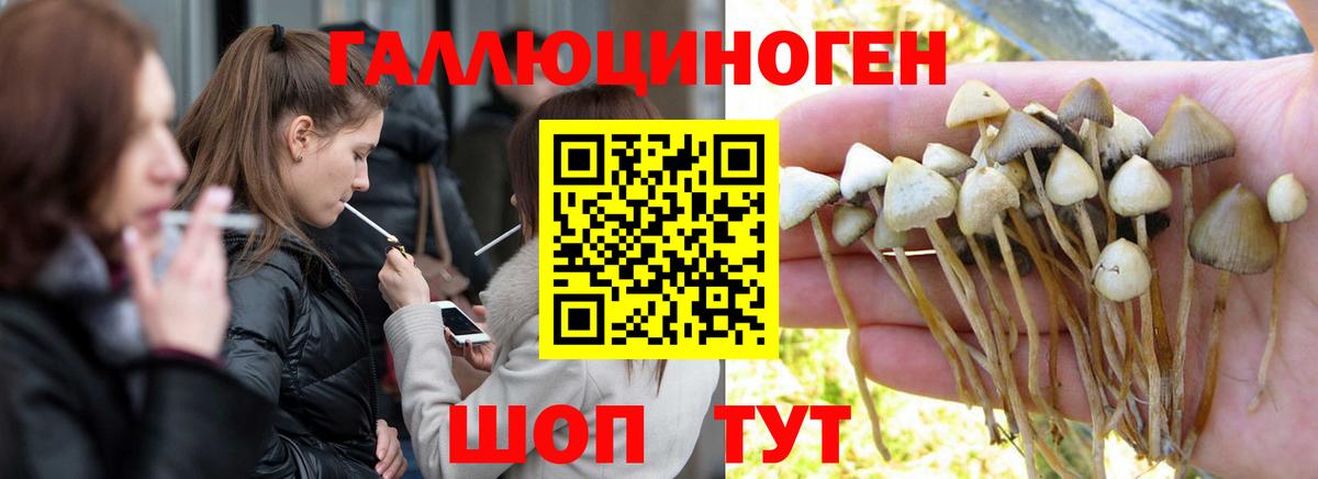 Александров  Псилоцибиновые грибы ЛСД  Вход с VPN  Галлюциногенные грибы Psilocybe 